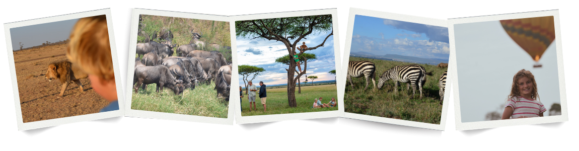 Wildebeest Herd