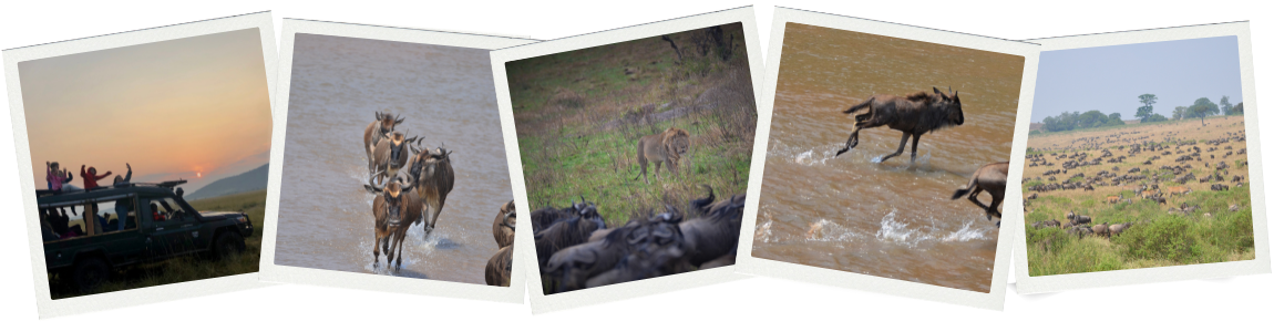 Wildebeest Migration