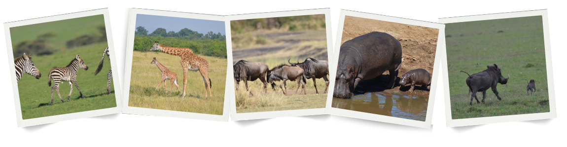 Wildebeest Calves