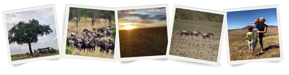 Wildebeest Grazing